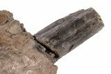 Xiphactinus Pre-Maxillary Bone With Tooth - Kansas #218768-2
